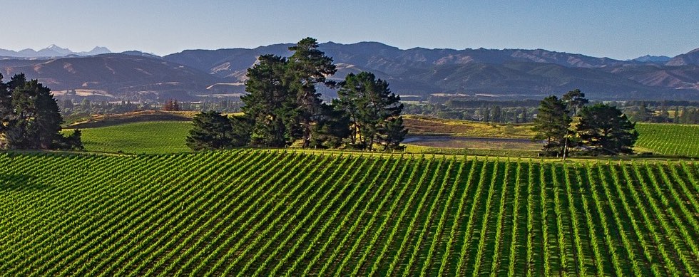 Mid and Upper Wairau Valley Vineyards​